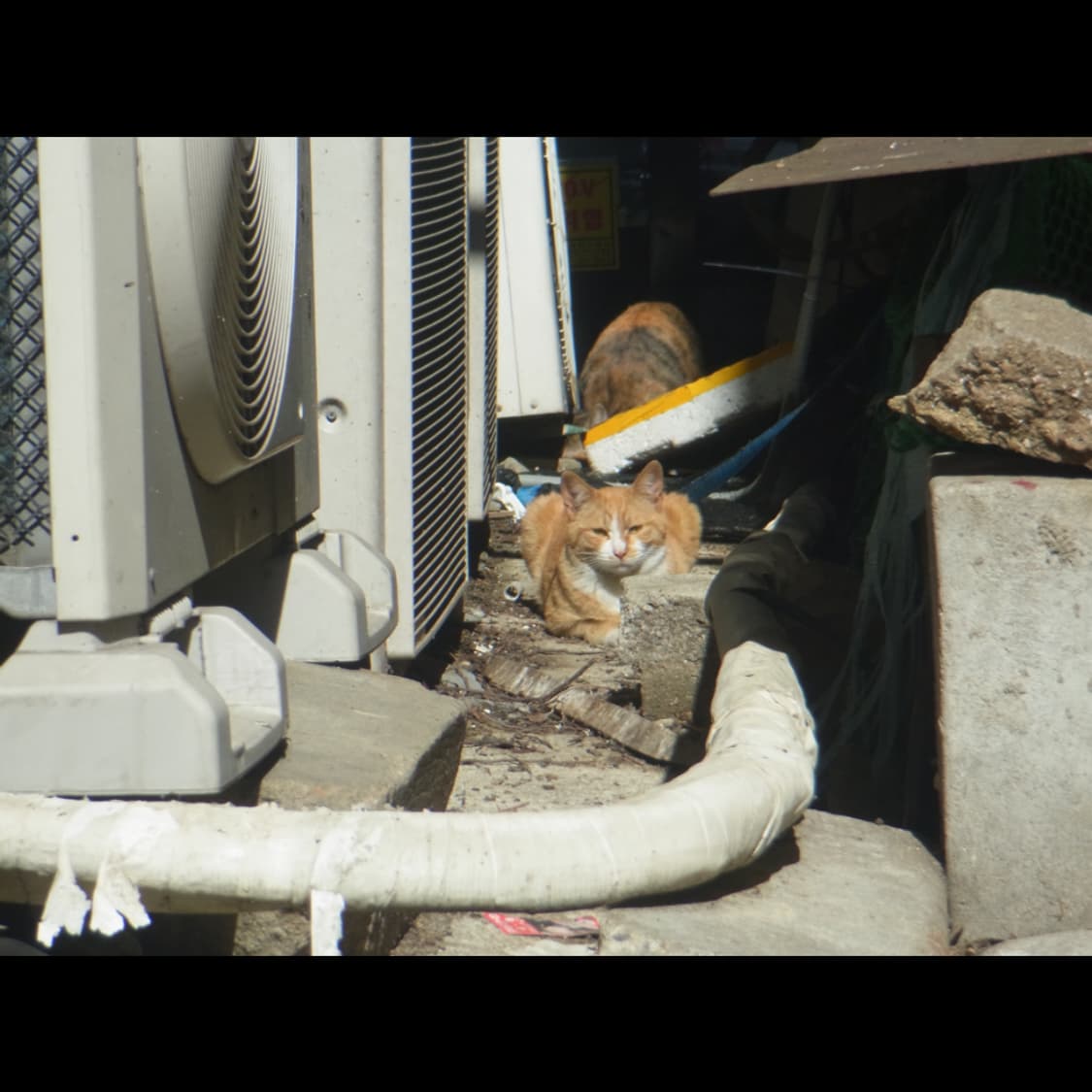 작례⭕️ 리코 PX 상품이미지3