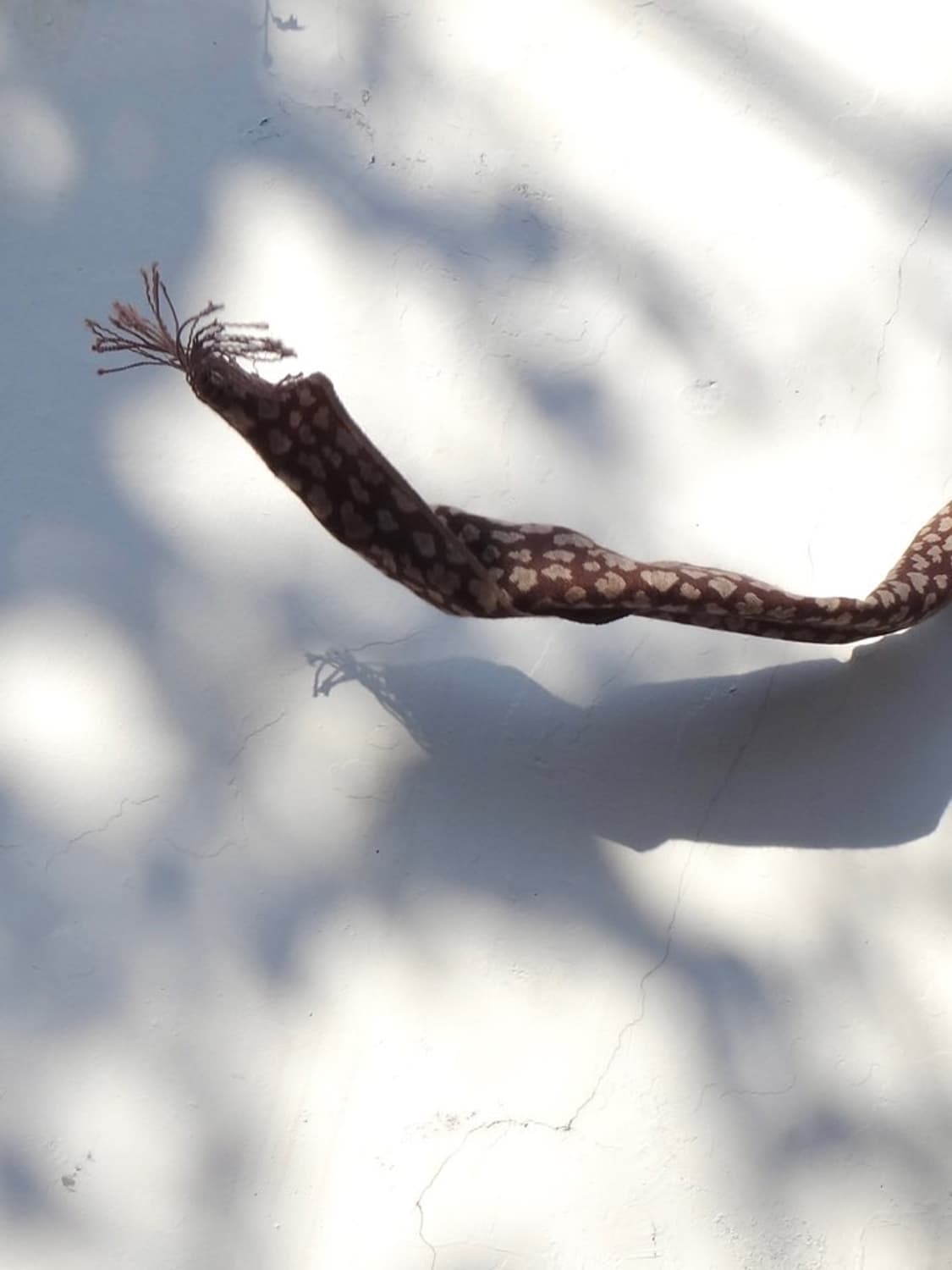 Leopard double side muffler / brown 상품이미지2