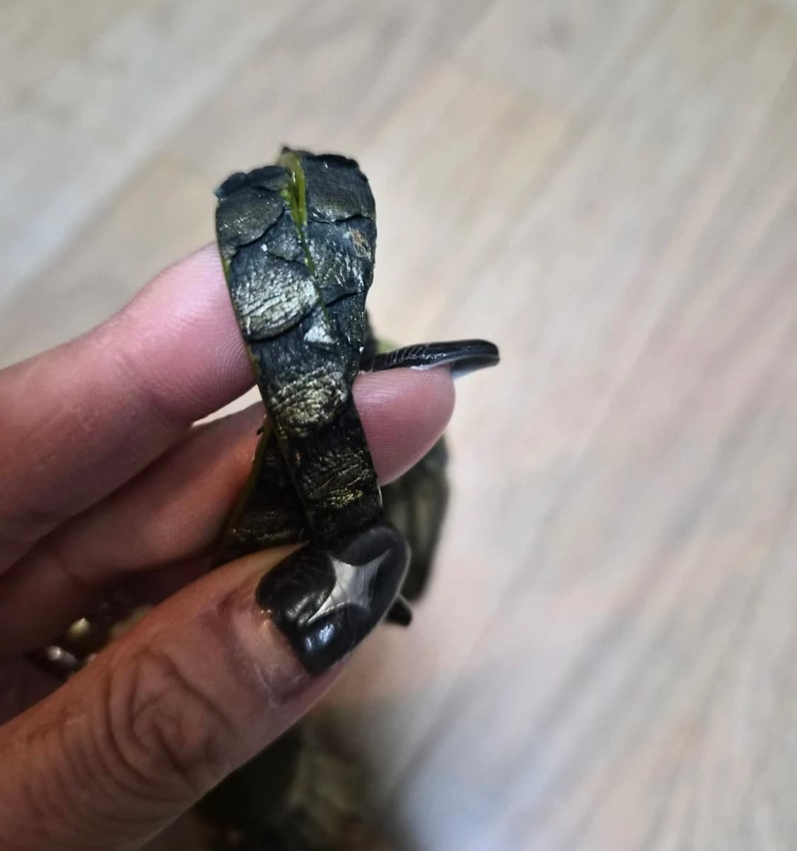 리얼 파이톤 (뱀피) 태슬 장식 (미사용) 상품이미지5