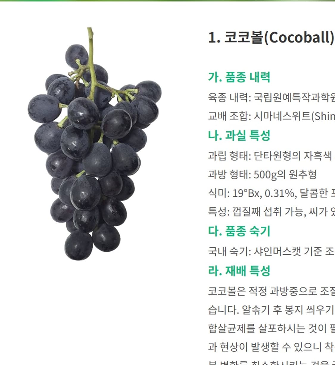 0001 - cocoball purple wine T 상품이미지2