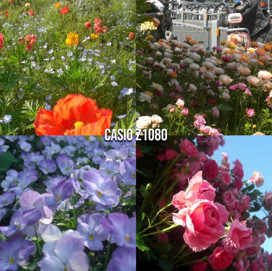 작례⭕️ 카시오 엑슬림 Casio Exilim EX-Z1080 핑크 디카 상품이미지2