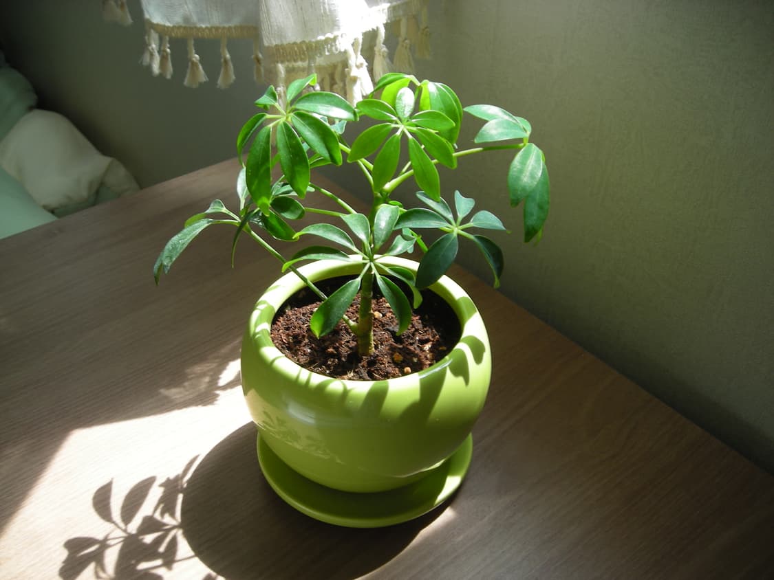 [작례O] 니콘 쿨픽스 L6 상품이미지7