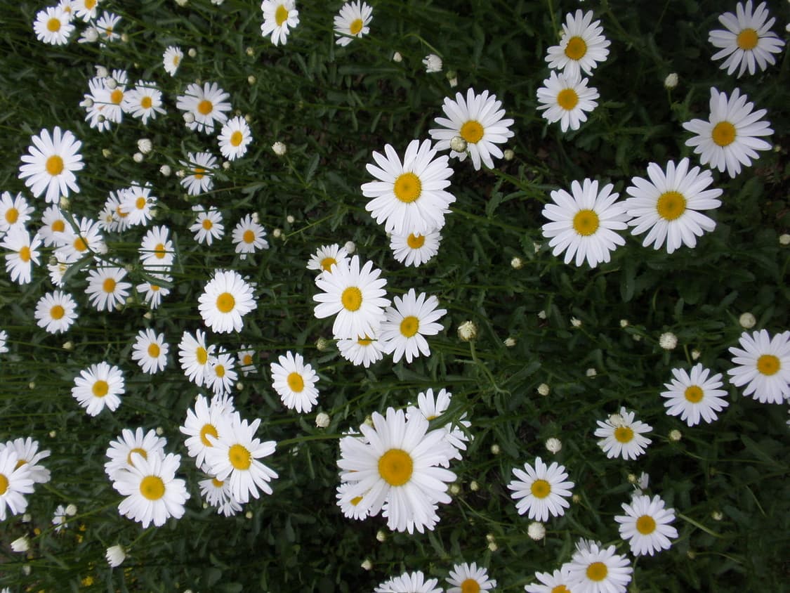 올림푸스 뮤1060 핑크디카(풀세트) 상품이미지8