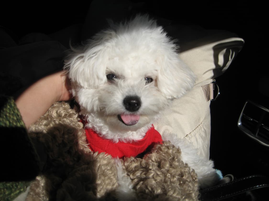 캐논 익서스 750 ixus 750 아일릿 원희 디카 상품이미지5