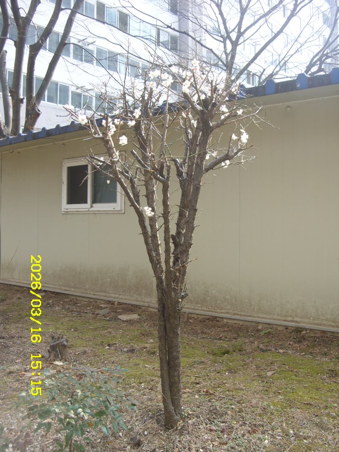 삼성 케녹스 S1060 디지털카메라 상품이미지10