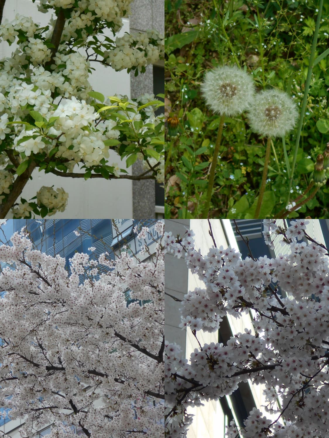 (작례 O/건전지 디카) 니콘 쿨픽스 L30 실버 방출해요 상품이미지5