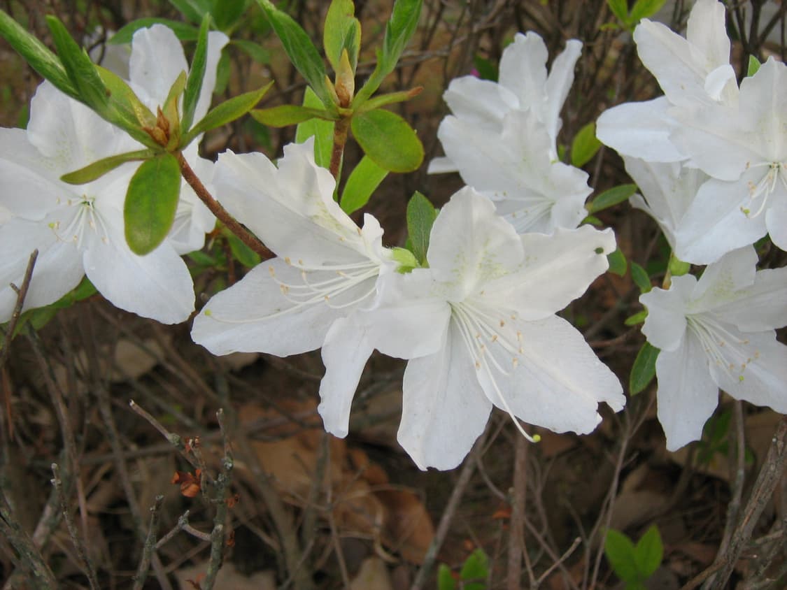 작례o) 캐논 파워샷 A460 Canon PowerShot 빈티지 디카 상품이미지6