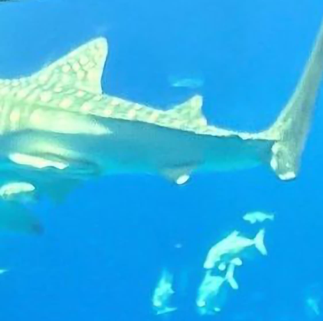 판완 상품이미지1