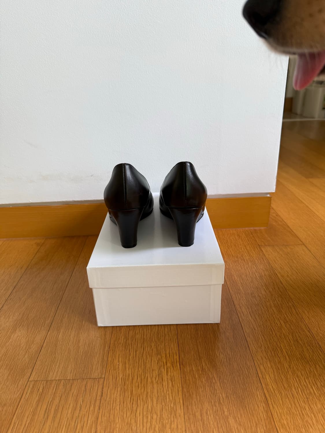 gimaguas Bailarina Wedges(38) 상품이미지5