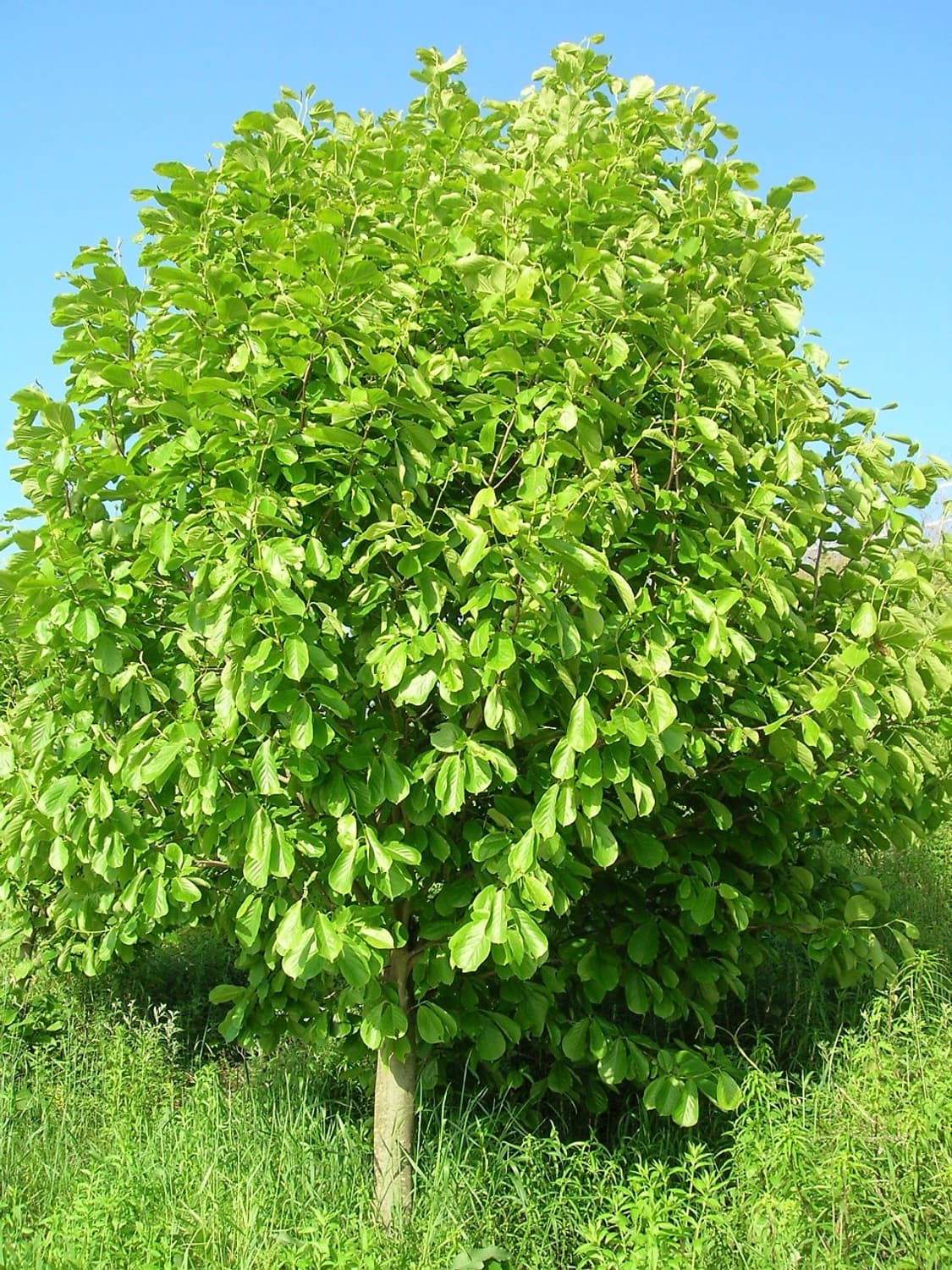 니콘쿨픽스5600 / 작례O 상품이미지6