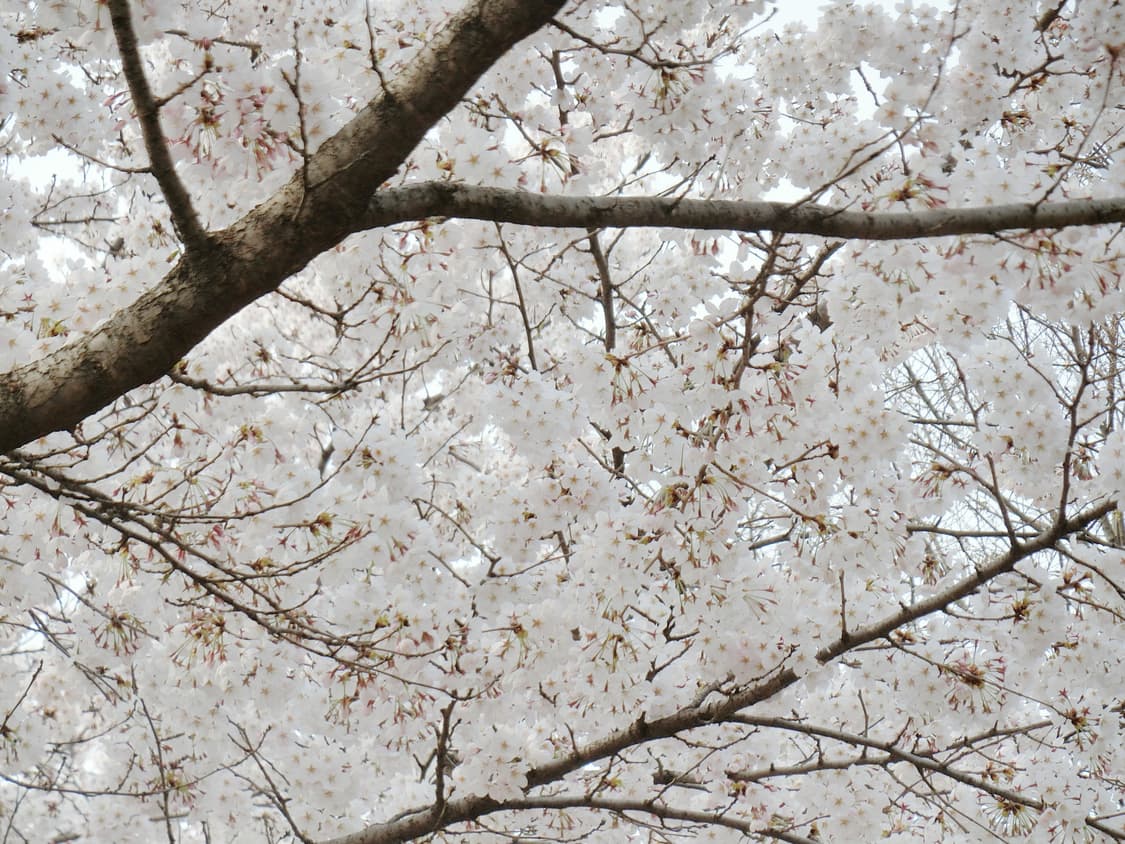 (작례 O) 카시오 엑슬림 ex-zr60 아이보리 상품이미지8