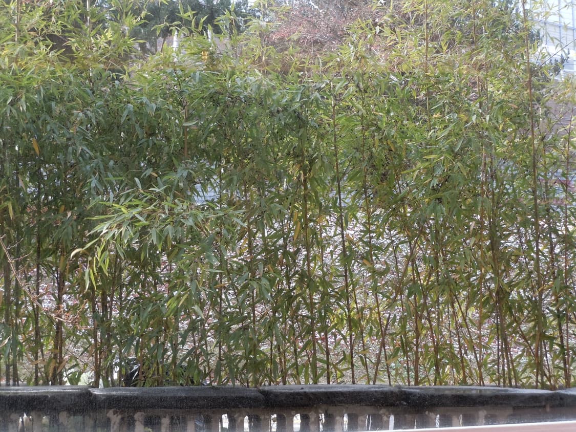 Nikon coolpix s6000 상품이미지4