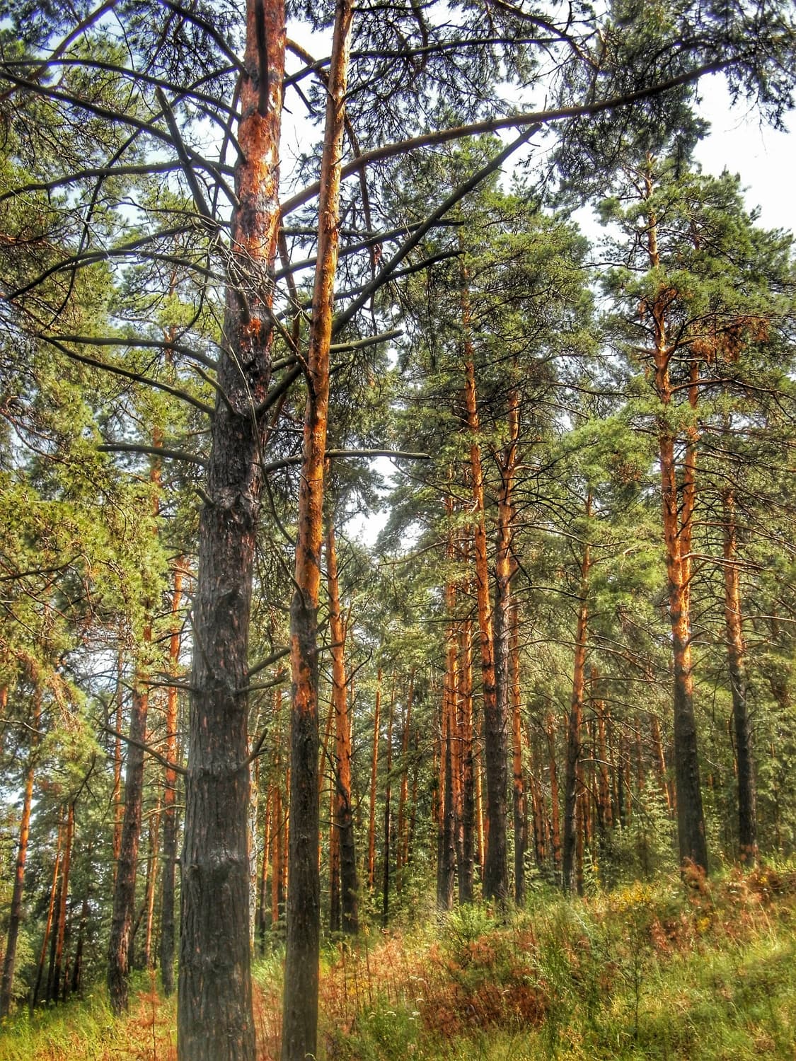 작례O 초소형 웜톤 감성 올림푸스 x-940 디지털카메라 빈티지 디카 상품이미지6