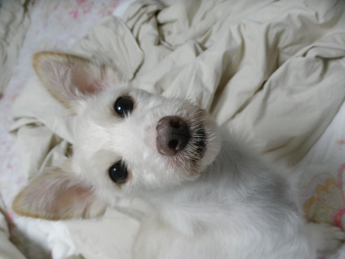 작례o 올림푸스 디카 뮤 7040 카메라 판매합니다 상품이미지10