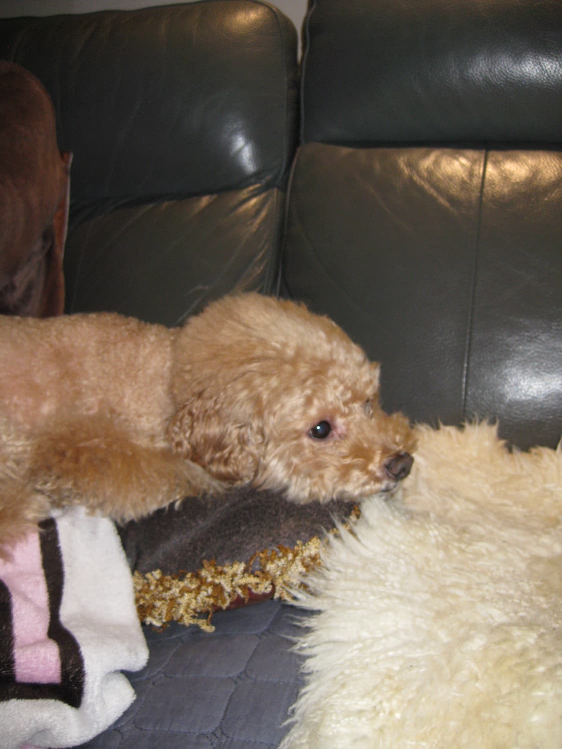 캐논 핑크 익서스 ixus 80is 디카 상품이미지5