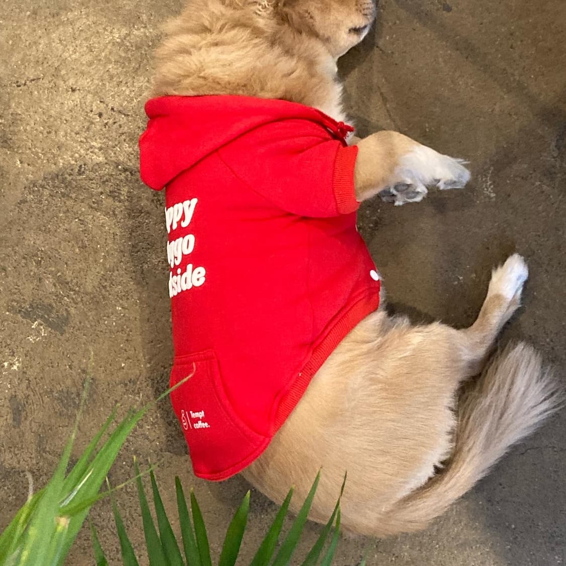 damndaniel 강아지 고양이 후드티  상품이미지4