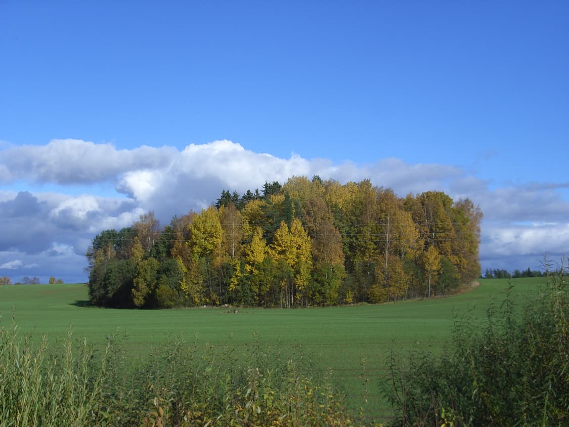 (필카감성) 리코 R40 블랙 디카 디지털카메라 빈티지  //캐논 니콘 상품이미지4