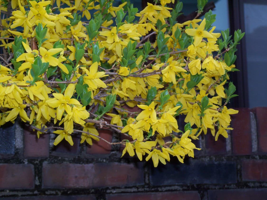 코닥 이지쉐어 C190 / Kodak EasyShare C190 (작례) 상품이미지8