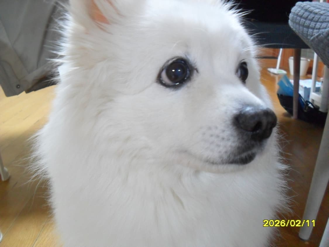 삼성 vluu pl100 디카 상품이미지10