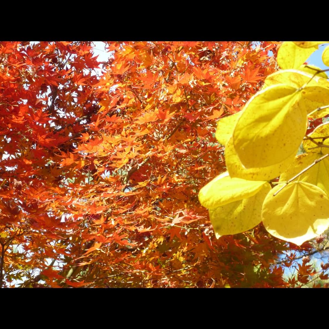 파나소닉 DSC-S1  파스텔 블루 소프트💎 빈티지 디카 디지털카메라 상품이미지6