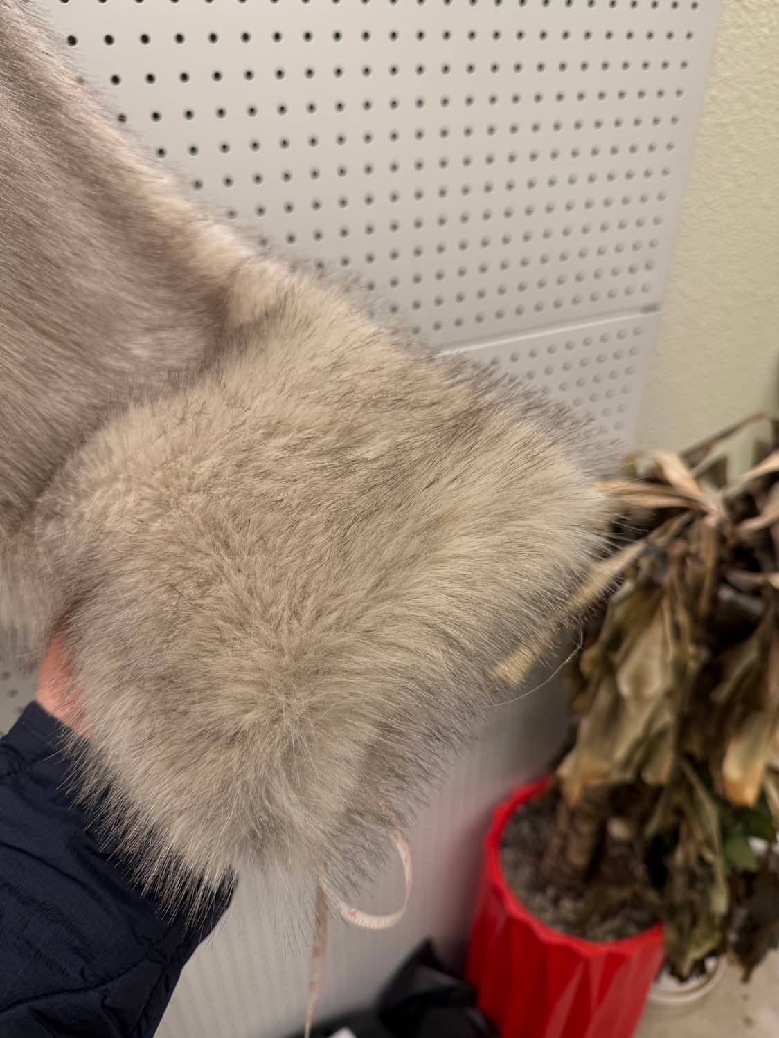 Muted 페이크 퍼 크롭 자켓 U583 상품이미지4