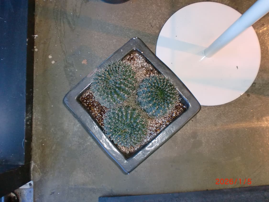 민트급/날짜표시/풀박)카시오 엑슬림 ex-z90 실버 빈티지디카 상품이미지10