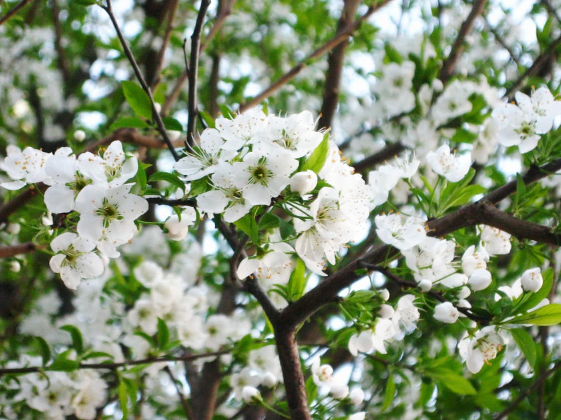 [바로사용가능/작례O] 캐논 파워샷 a3000is 빈티지 디카 상품이미지8