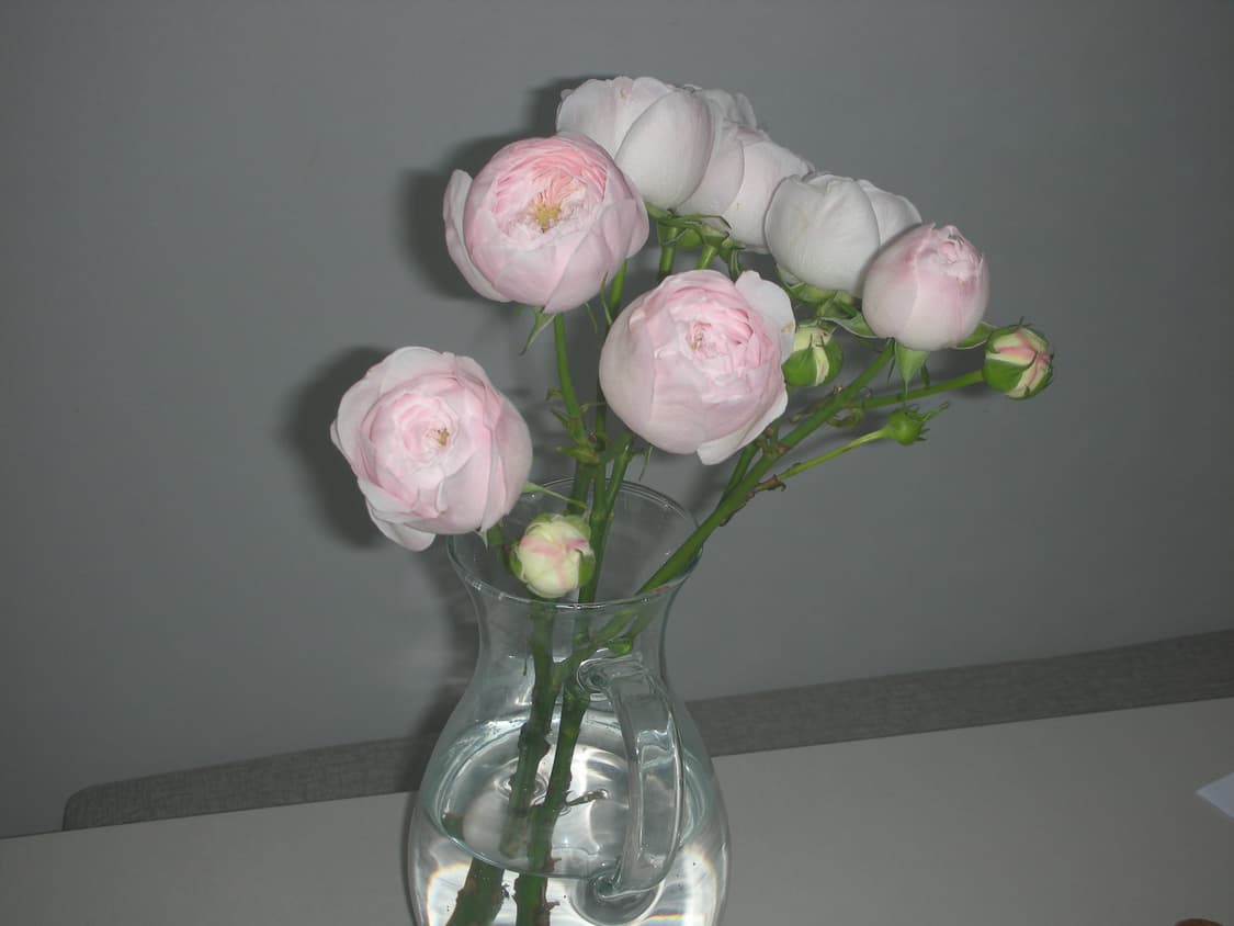 디카 니콘 쿨픽스 s8 카메라 판매합니다 상품이미지7