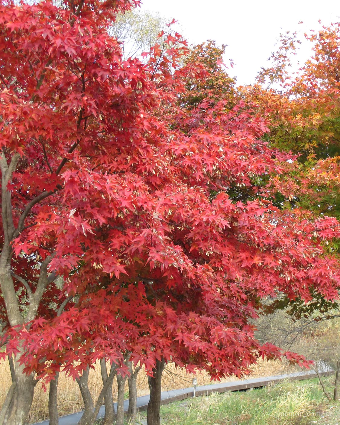 희귀매물,컬러/뉴트럴톤 작례🎀Canon IXY 130 캐논 디카 카메라 상품이미지9