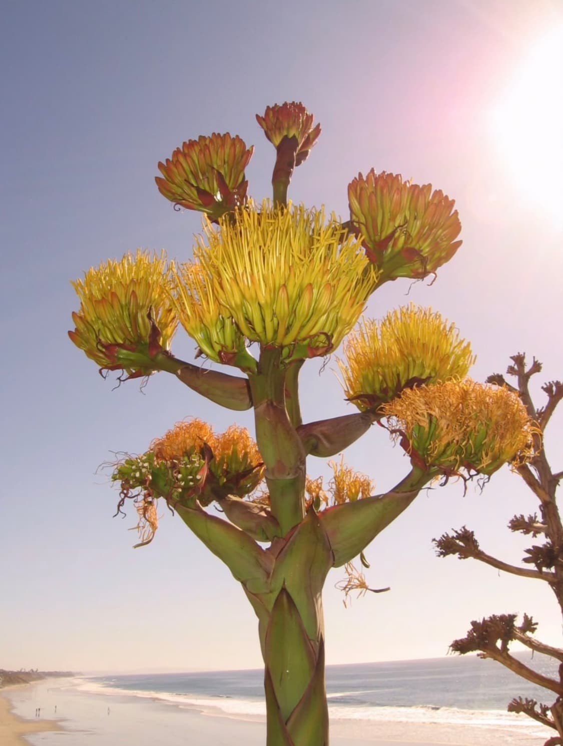 캐논 파워샷 a480 디지털카메라 상품이미지8