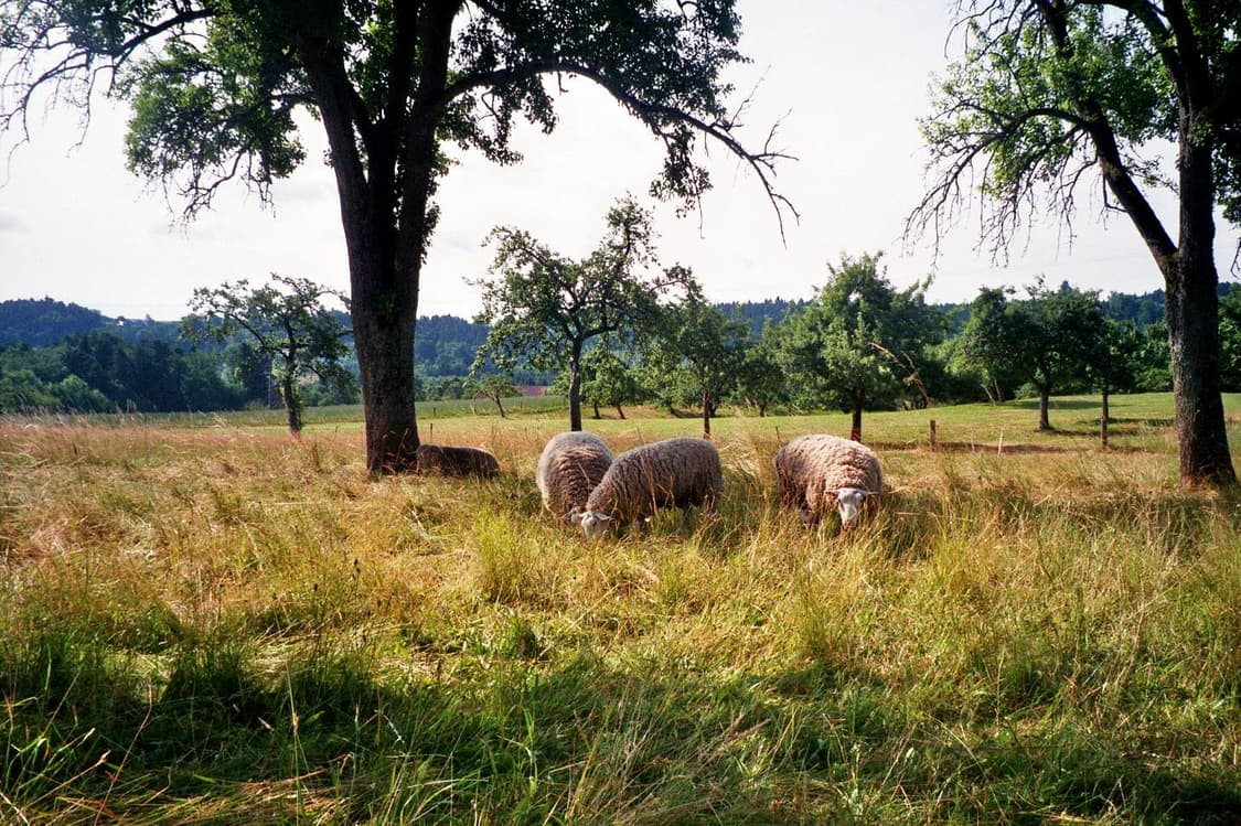 작례O 명기 펜탁스 에스피오 af 줌 필름카메라 빈티지 필카 상품이미지4
