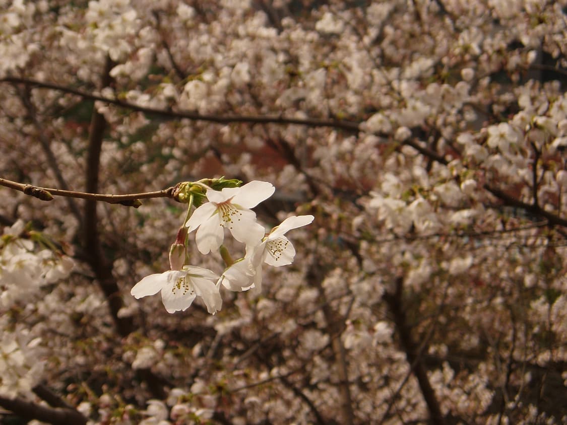 올림푸스 Olympus stylus 410 (=mju 410) 디카 상품이미지3