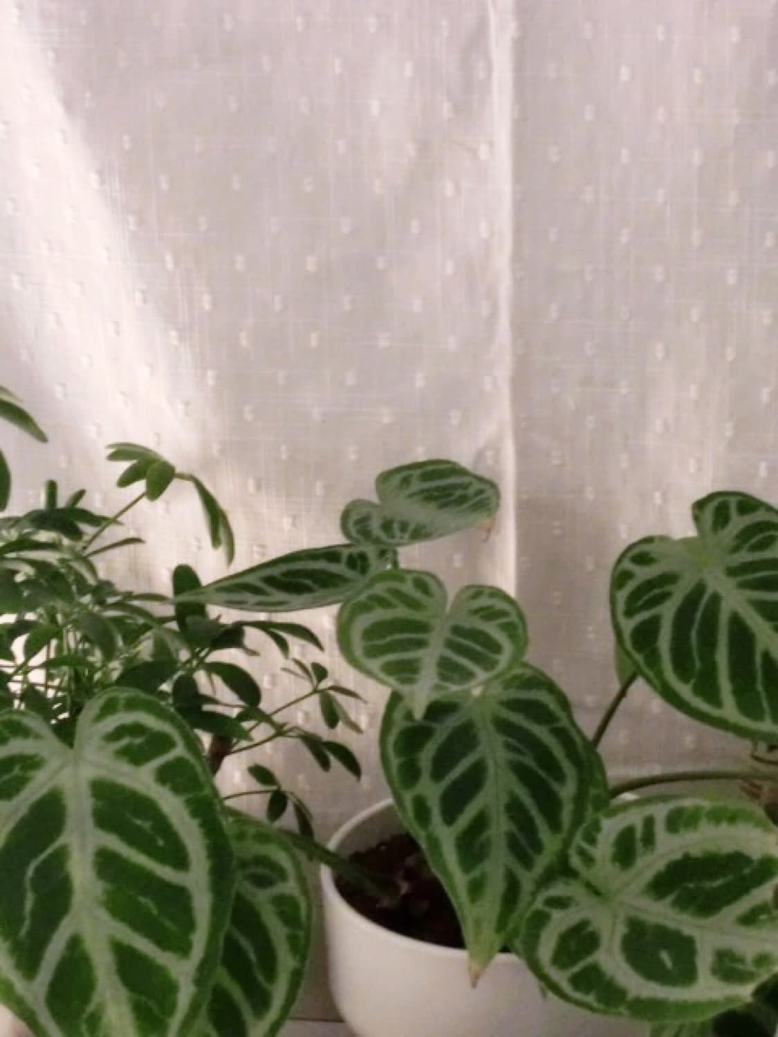 [A급] CASIO Exilim Ex-S12 트리색 (작례o) 상품이미지8