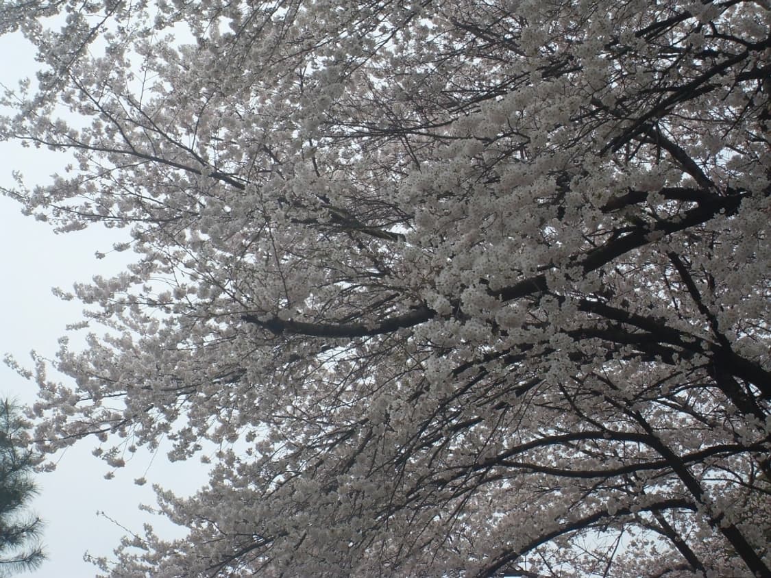 작례o) 삼성 vluu l100 디카 상품이미지3