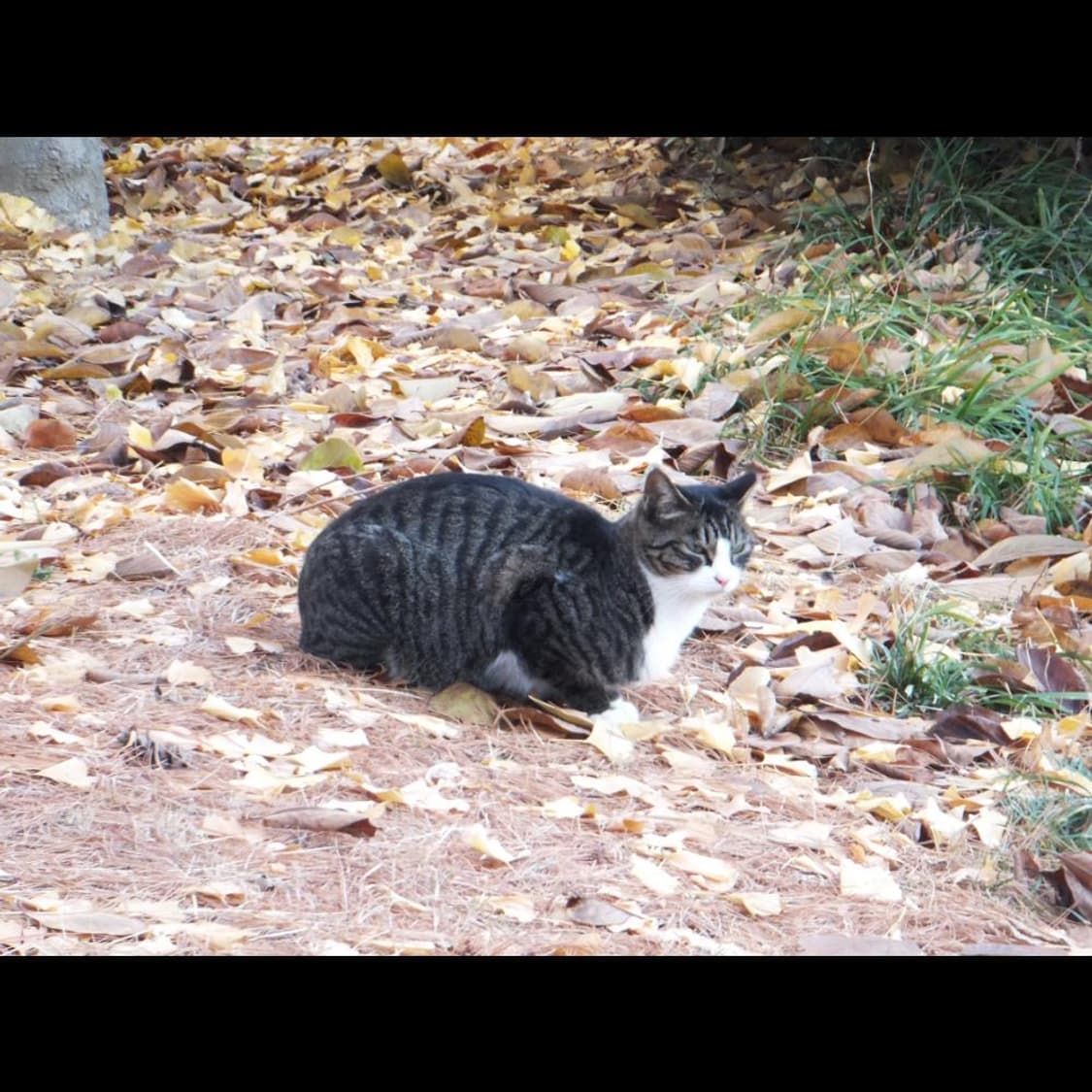 작례⭕️ 후지필름 파인픽스 Z900EXR  전용 케이스  골드 샴페인🥂 상품이미지2