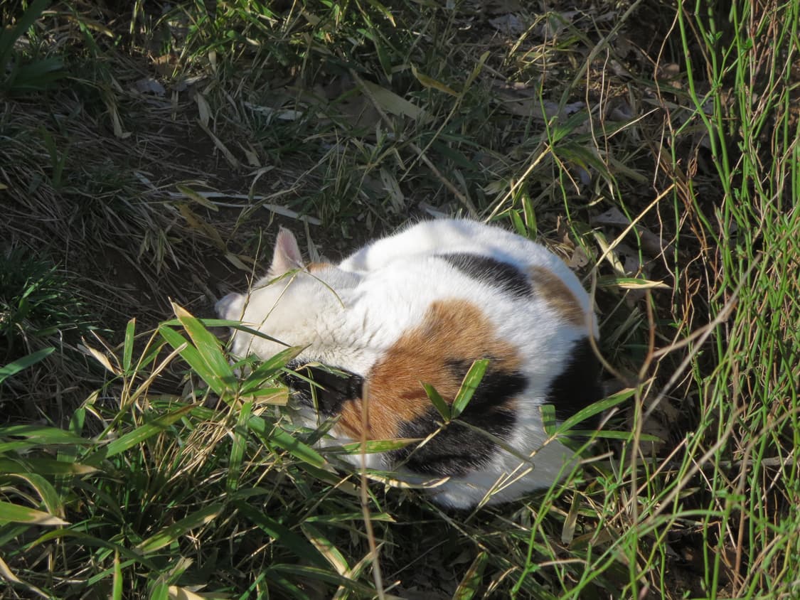 Canon ixy 610f 상품이미지9