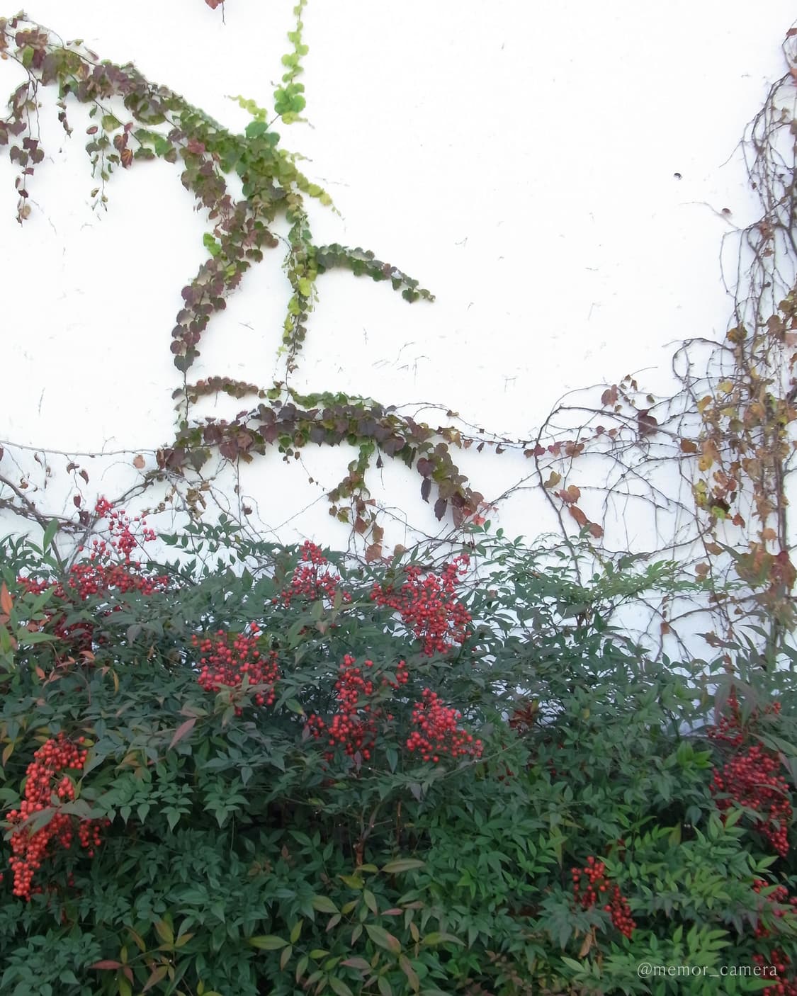 연필스케치 무드 작례 ✏️ RICOH CX2 리코 디카 카메라 상품이미지9