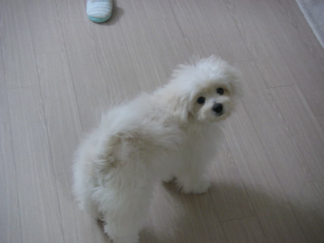 펜탁스 옵티오 w10 (민트) 작례O 상품이미지5