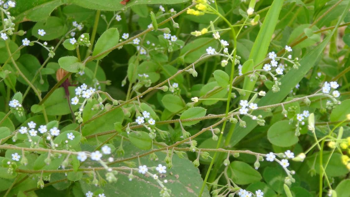 sony gw77v 방수 캠코더/디카 상품이미지8