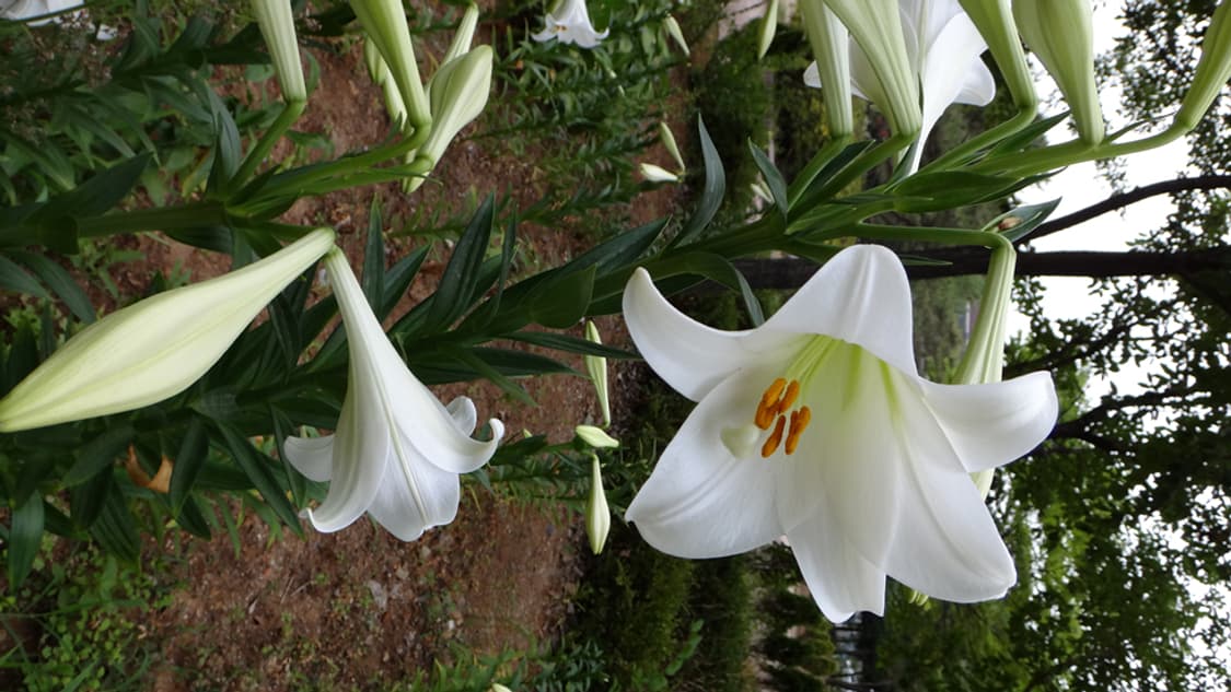 소니 사이버샷 dsc tx66 디카 (빈티지 카메라) 상품이미지10