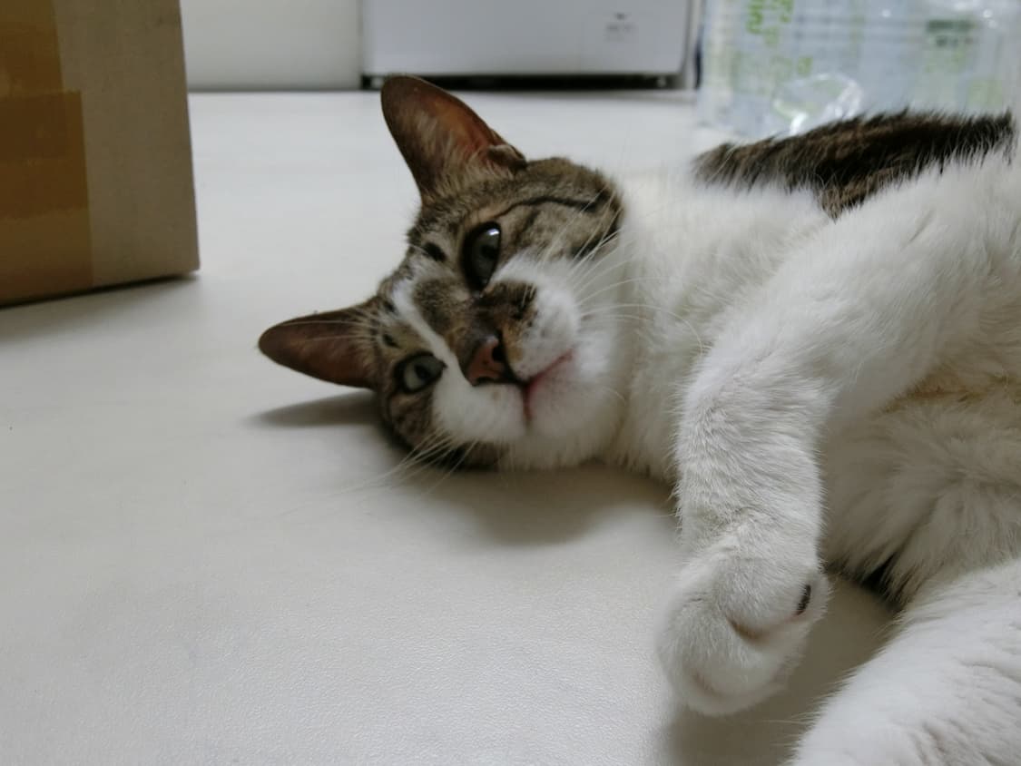 작례 포함)카시오 casio exilim zr4000 빈티지 카메라 상품이미지7