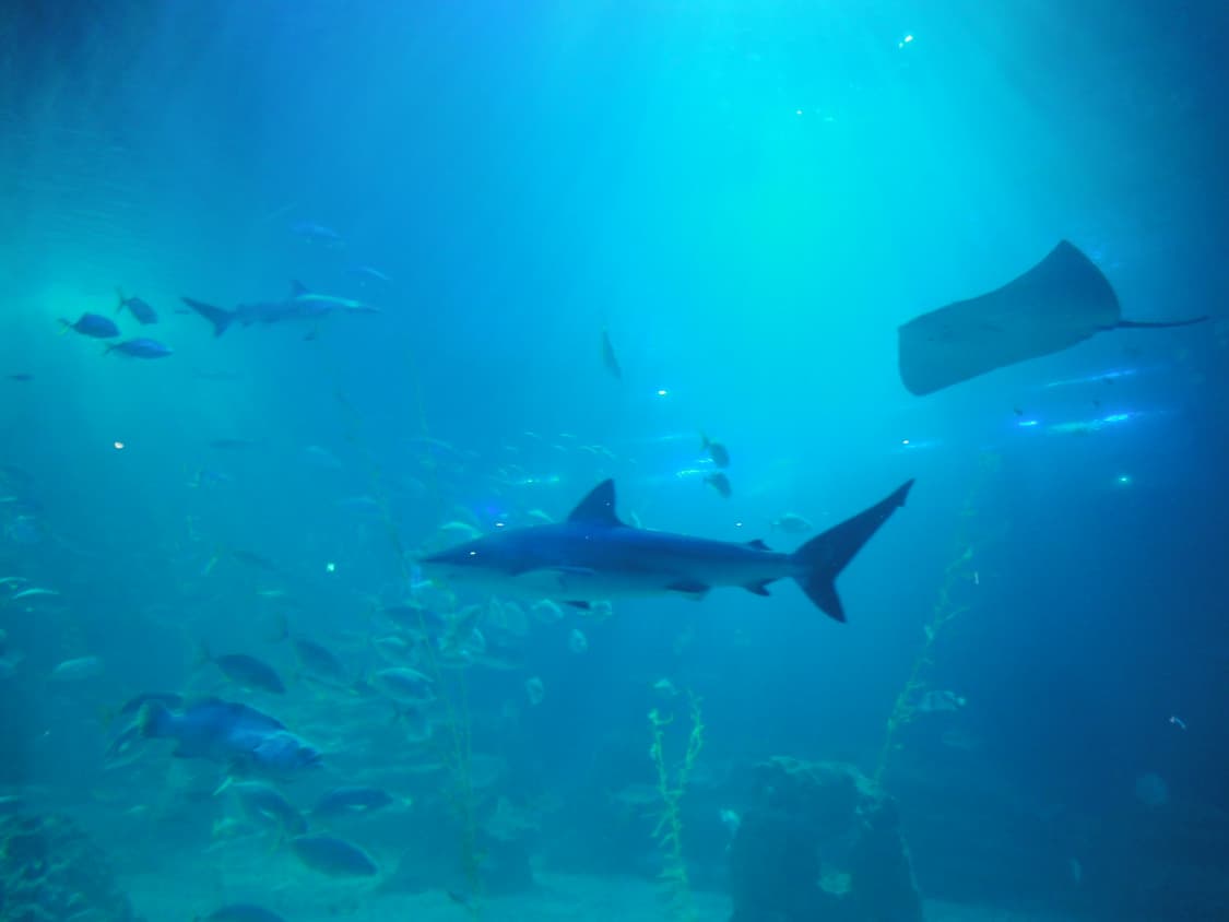 소니 사이버샷 똑딱이 카메라 실버 디카 cybershot dsc-wx5 상품이미지9