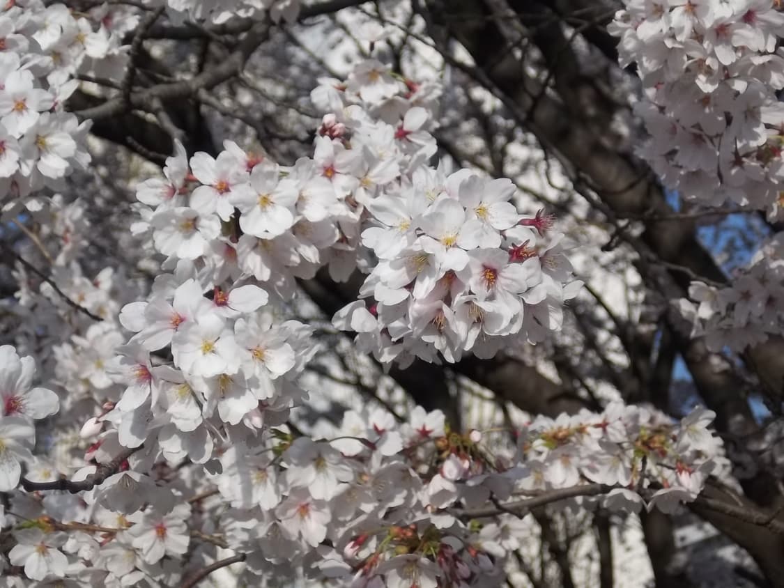 코닥 이지쉐어 M575 상품이미지10