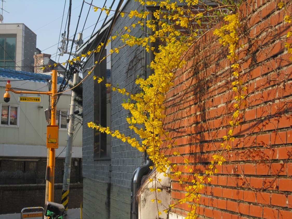 [민트급] 캐논 익서스 200is 희귀매물 핑크 작례포함 상품이미지9