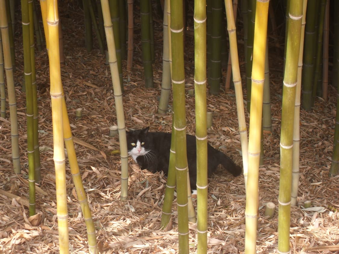 (풀구성) Samsung VLUU L200 digital camera 상품이미지4