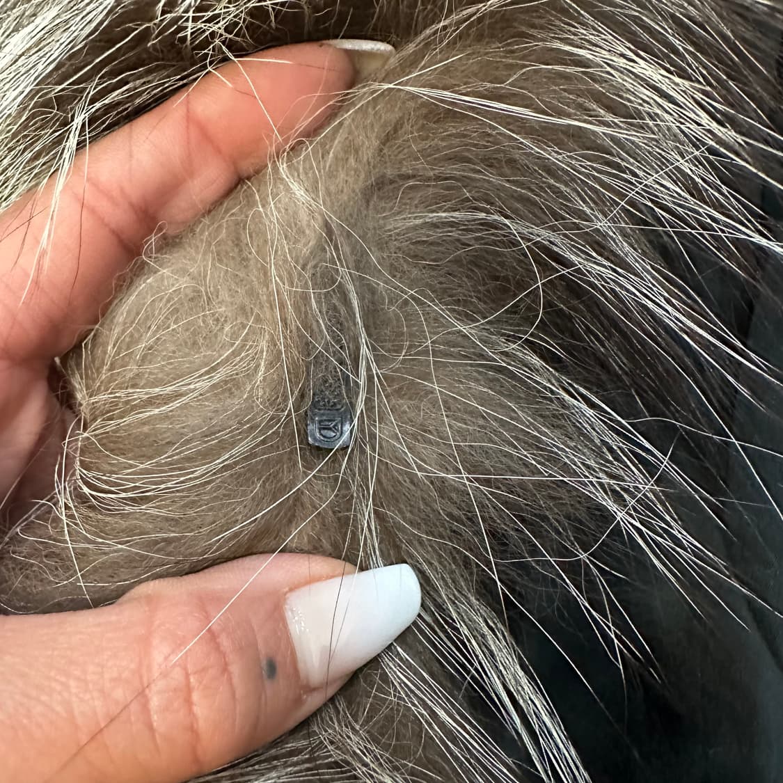 브라운 실버 사가폭스 퍼자켓L 상품이미지7