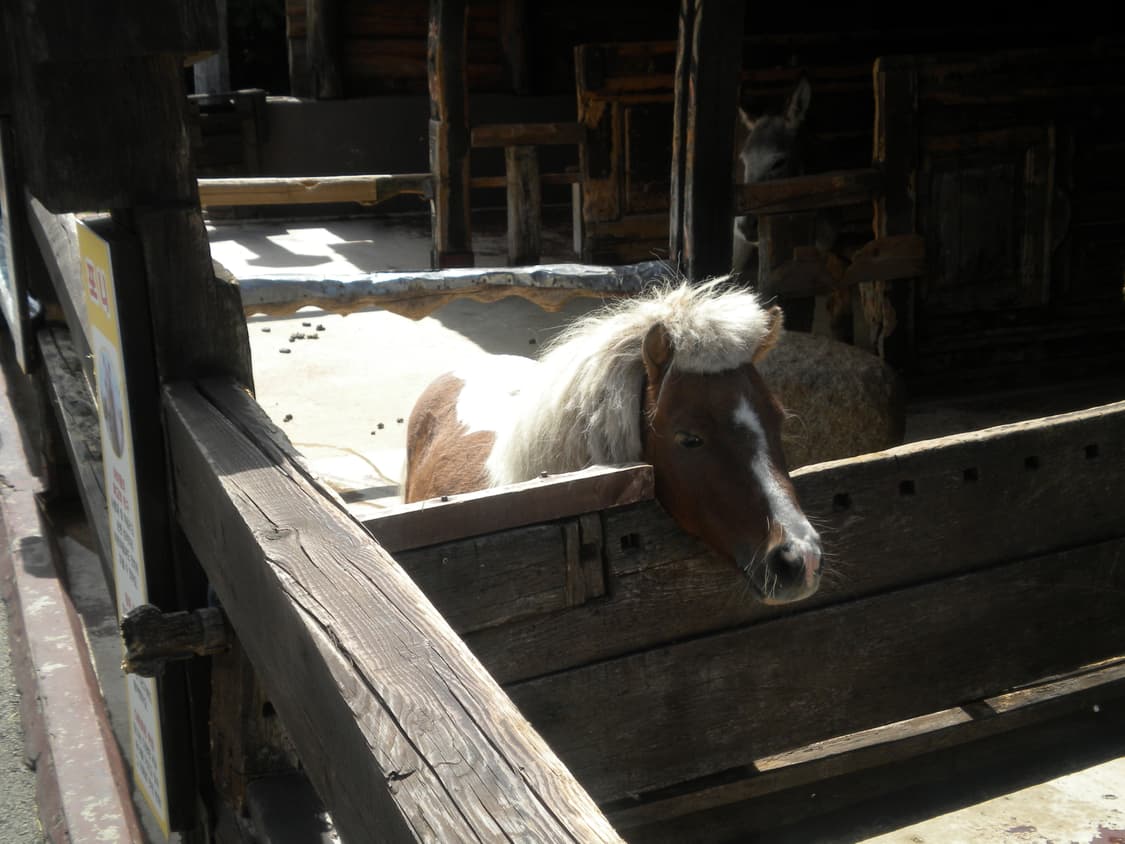 (작례O) 니콘 쿨픽스 S220 디지털카메라 빈티지디카 상품이미지6