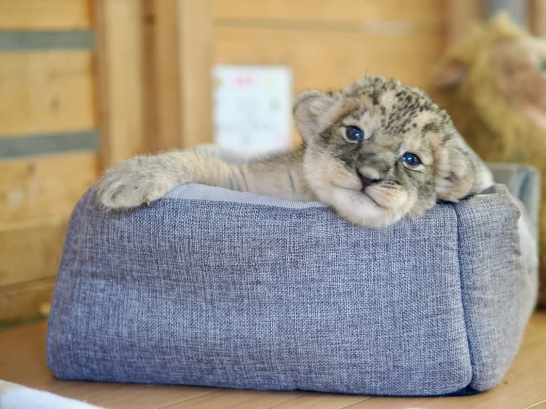 vvvans님전용 상품이미지1