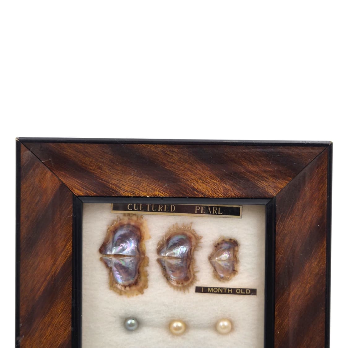 60s 이세시마 엔틱 진주 표본 우드 액자 상품이미지2