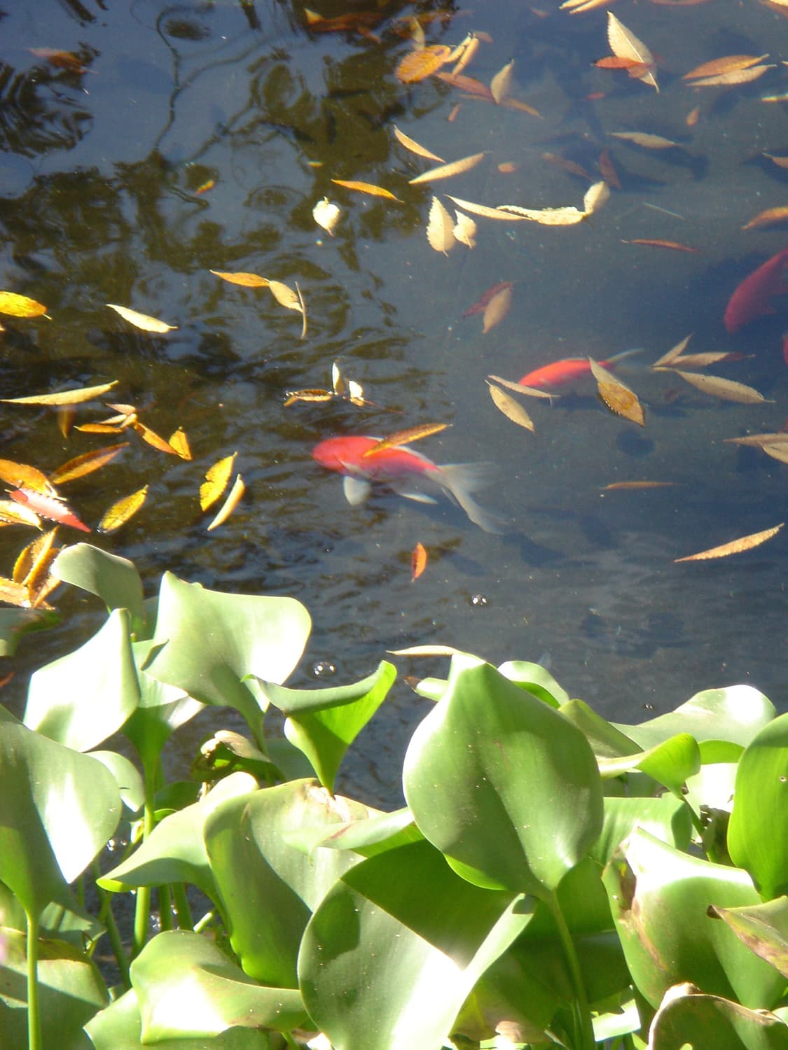 빈티지 소니 디카 dsc-t1 실버 카메라 상품이미지3